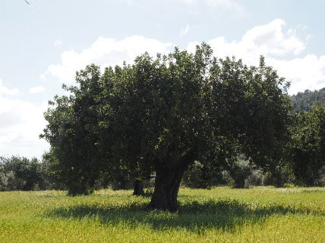 L’uso di acido umico al suolo per migliorare l’assorbimento di azoto e fosforo dell’olivo
