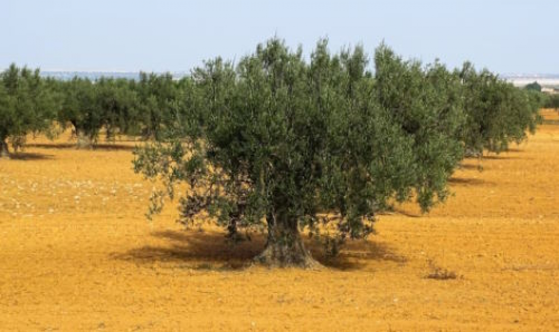 Tunisia: già finito l'olio di oliva a dazio zero