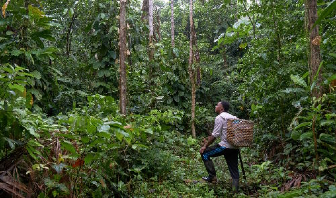Dall'Italia il sostegno al cacao prodotto nella foresta amazzonica