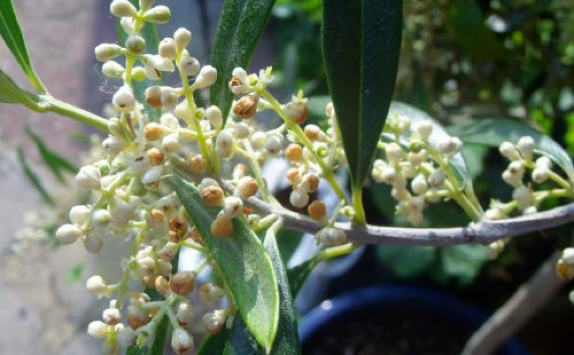 Il boro per l’olivo: l’influenza della sua concentrazione nel terreno sulla fioritura