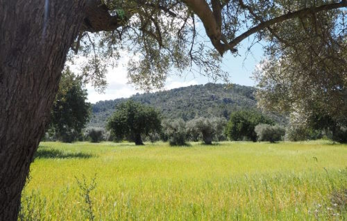 Le differenze nell’impatto ambientale dell’olivo tra Italia, Spagna e Grecia