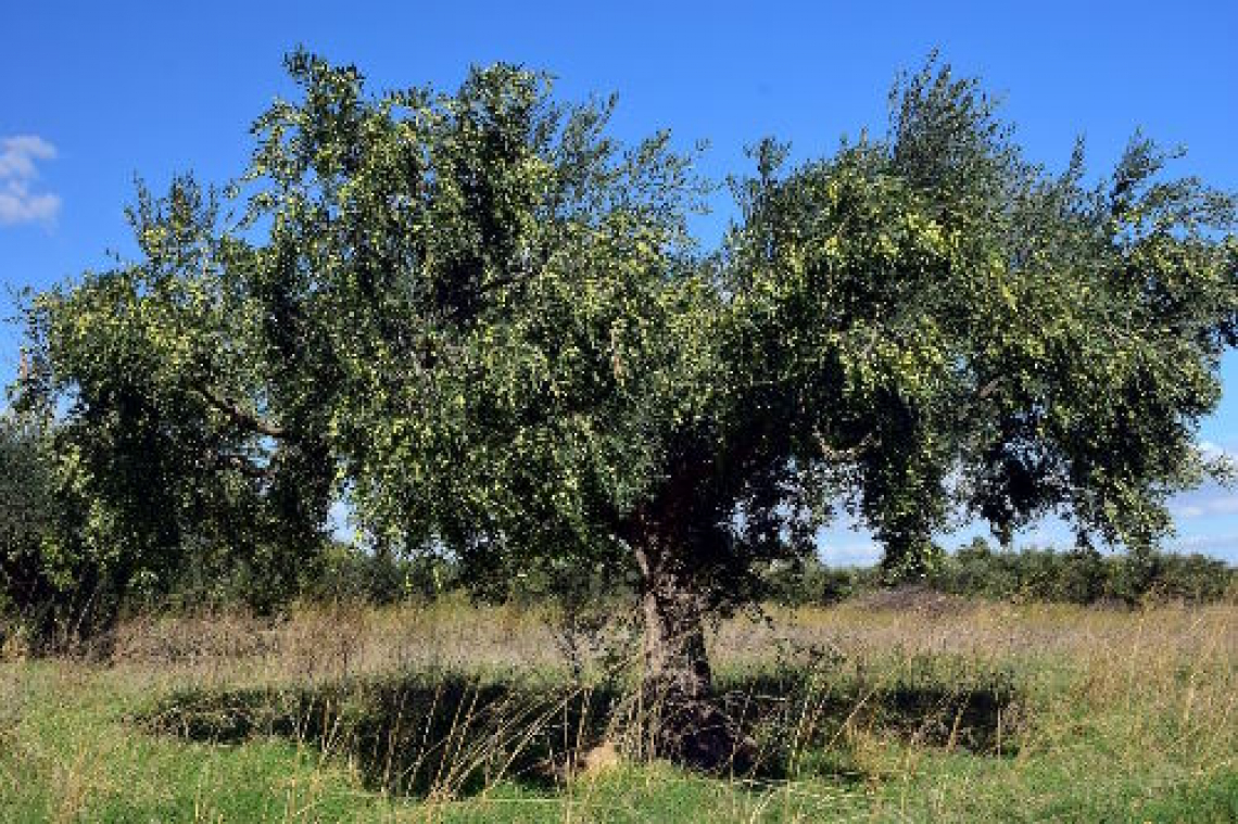 L’effetto della fertilizzazione dell’olivo con letame sul controllo delle erbe infestanti