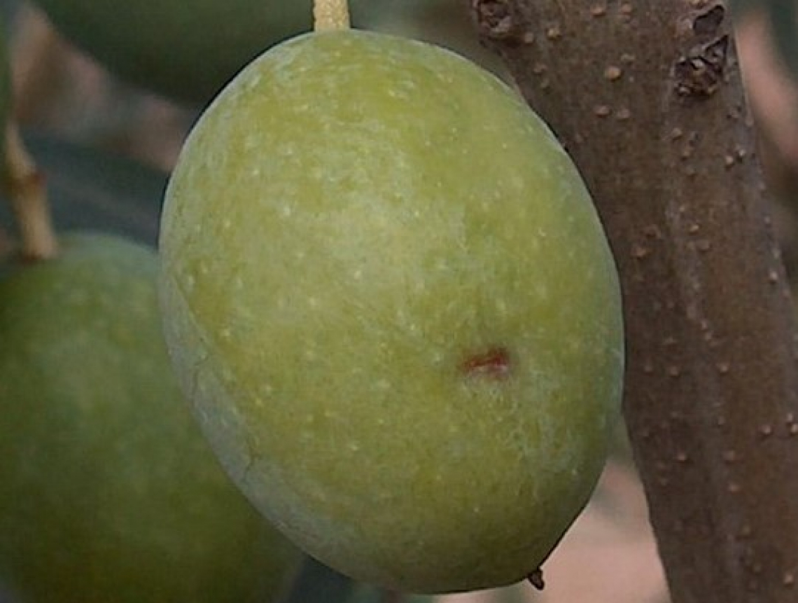 Caolino, zeolite e propoli per combattere naturalmente la mosca delle olive