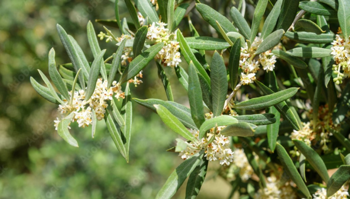 Se l'olivo non fruttifica non è solo colpa del caldo ma anche dell'umidità
