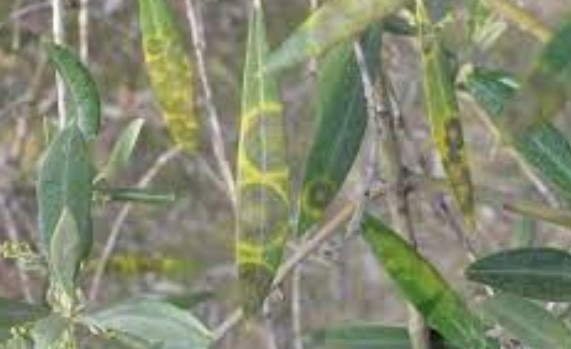 L'influenza della concimazione azotata sullo sviluppo dell'occhio di pavone dell'olivo