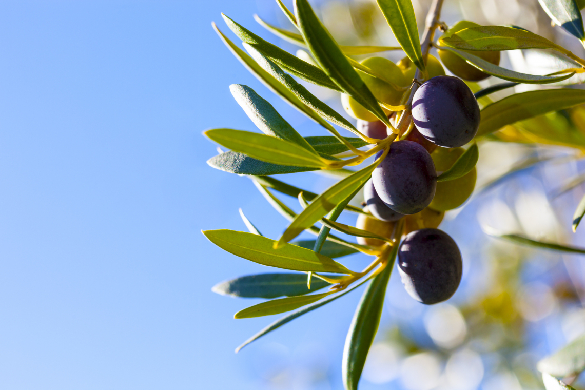 Potatura dell'olivo: una maggiore intensità e profondità di potatura riducono la fioritura