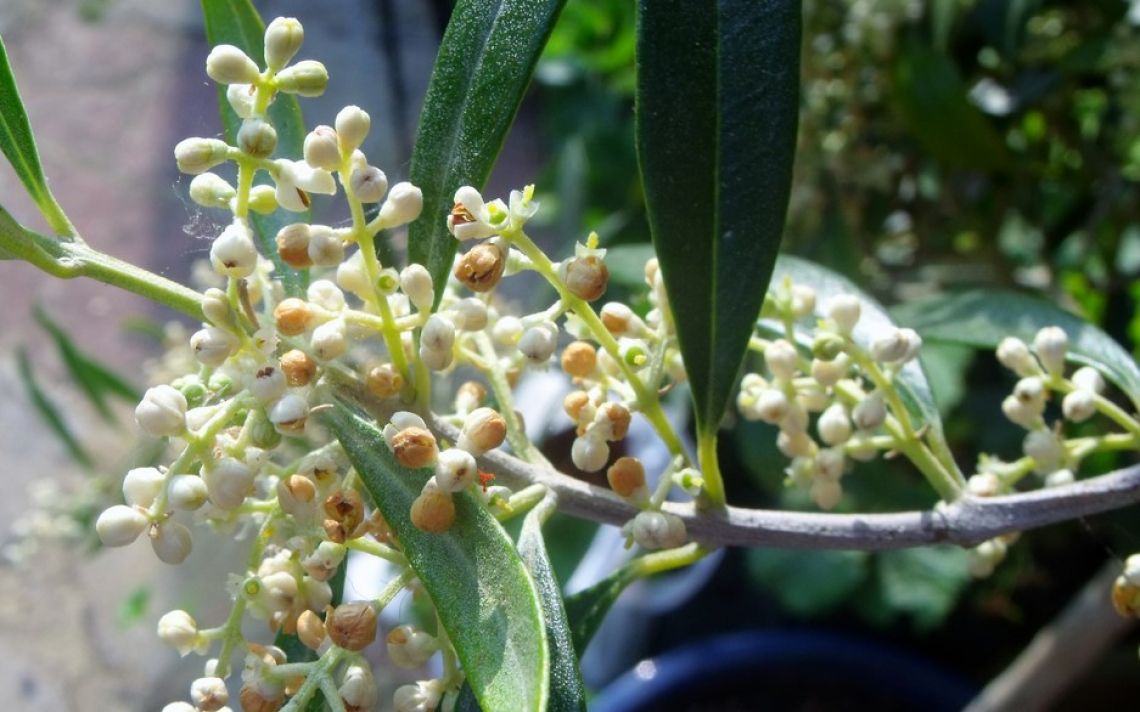 L’effetto delle temperature sullo sviluppo dei fiori dell’olivo