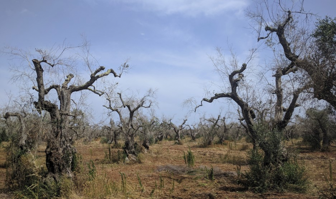 Buone notizie sull’emergenza Xylella fastidiosa in Puglia