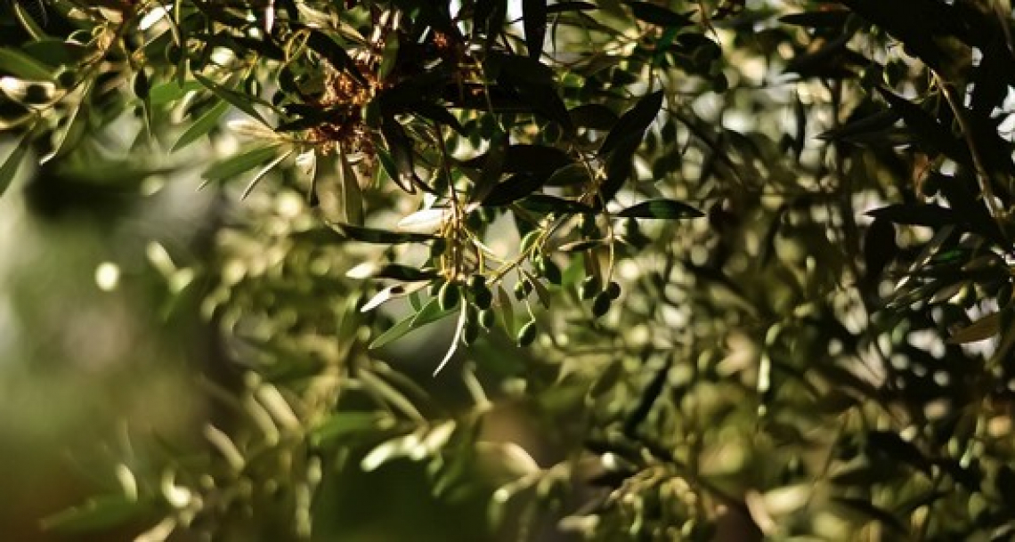 L’influenza di diversi regimi irrigui sulla qualità chimica e organolettica dell’olio extra vergine di oliva