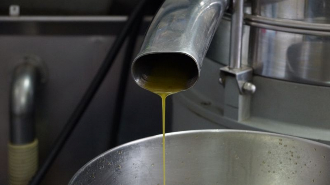 Estrarre l’olio di oliva con o senza il separatore verticale: le differenze