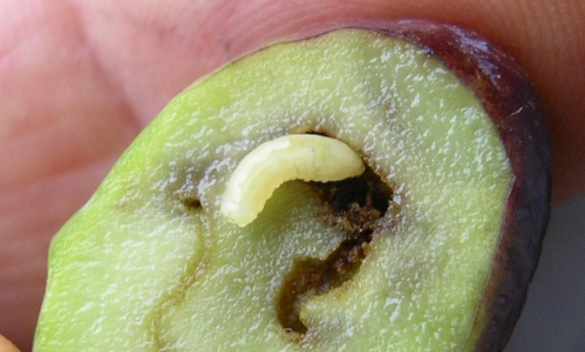 Un unico trattamento per ridurre la popolazione di mosca delle olive del 70% in primavera