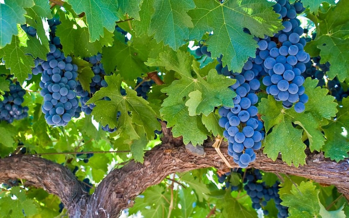 Il ruolo della potatura della vite sulle caratteristiche aromatiche del Cabernet Sauvignon
