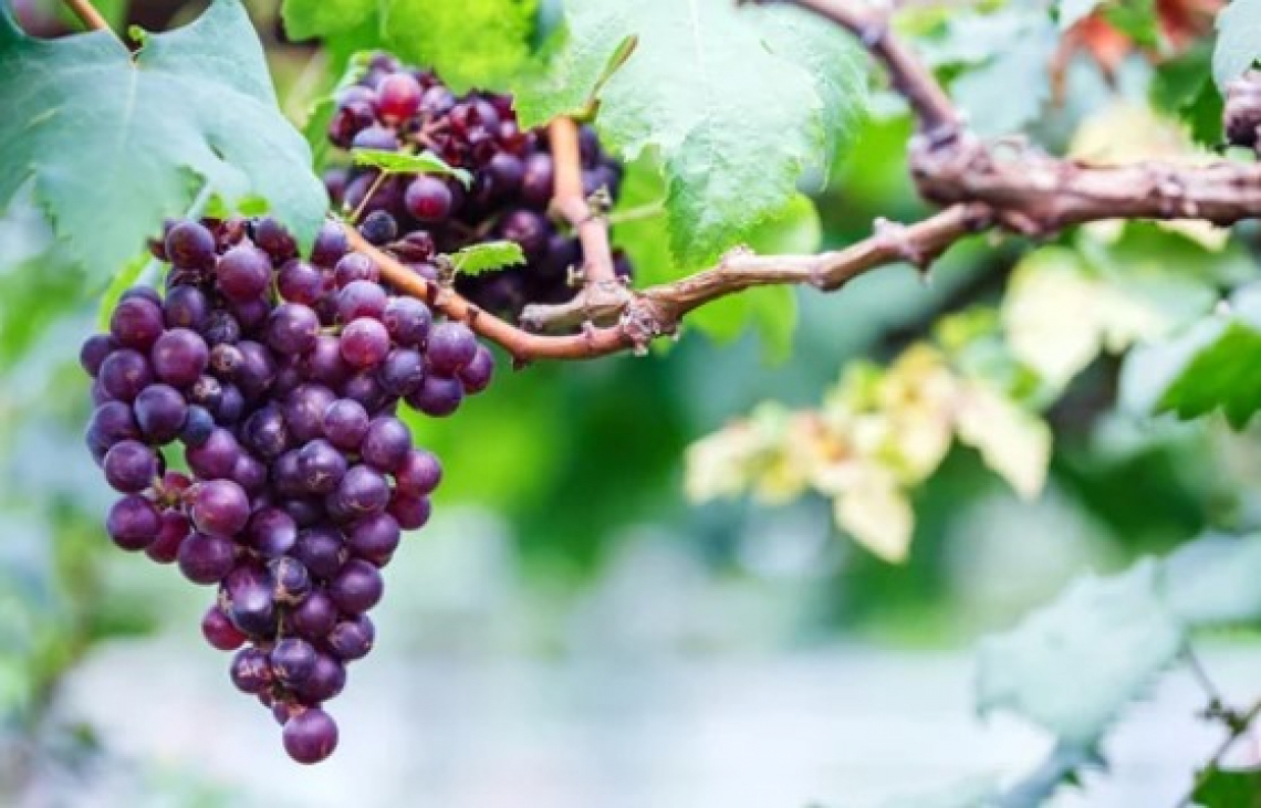 L’influenza dei raggi UV in pre-raccolta sui composti volatili nell’uva