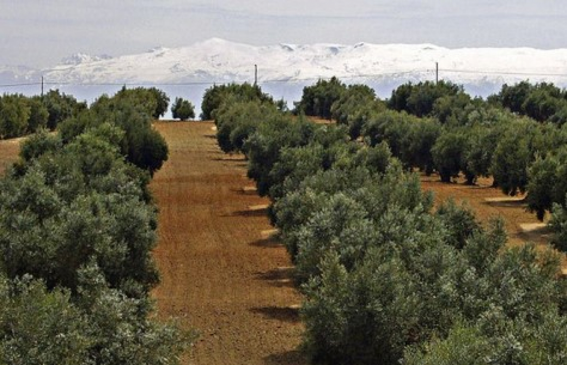 L’effetto dell’inerbimento permanente o temporaneo sulla sostanza organica e l’azoto dell’olivo