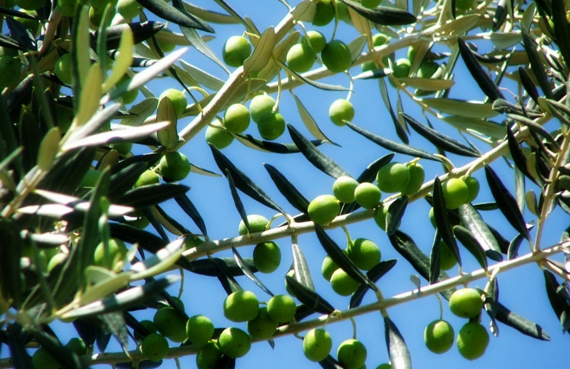 Periodo di raccolta e qualità dell'olio extra vergine di oliva: le differenze in ragione della varietà