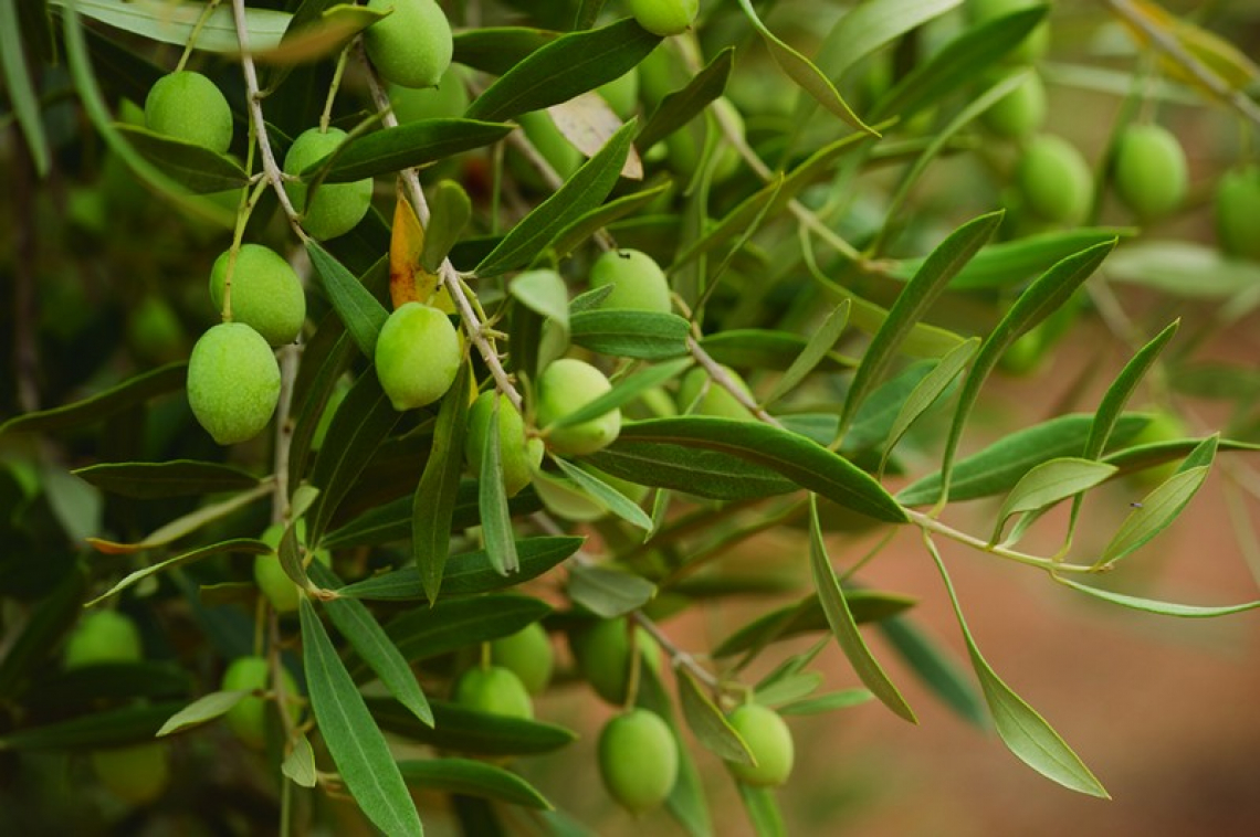 La produttività dell’olivo dipende dalla fertilità del suolo