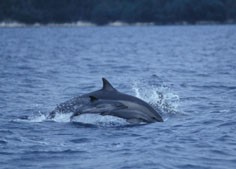 Madre di delfino comune con piccolo