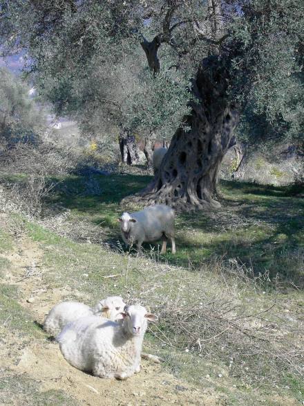 Foto di Jasna Pangerc