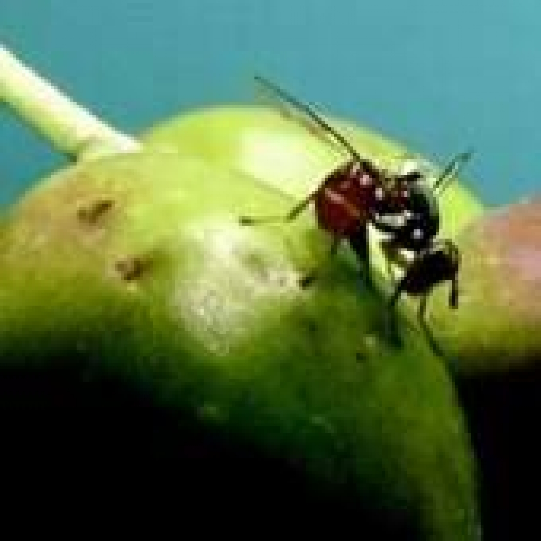 La partita contro la mosca delle olive non è solo questione di fitofarmaci