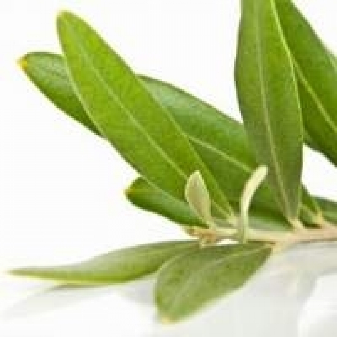 Per avere tutti gli effetti benefici occorre essiccare le foglie di olivo velocemente