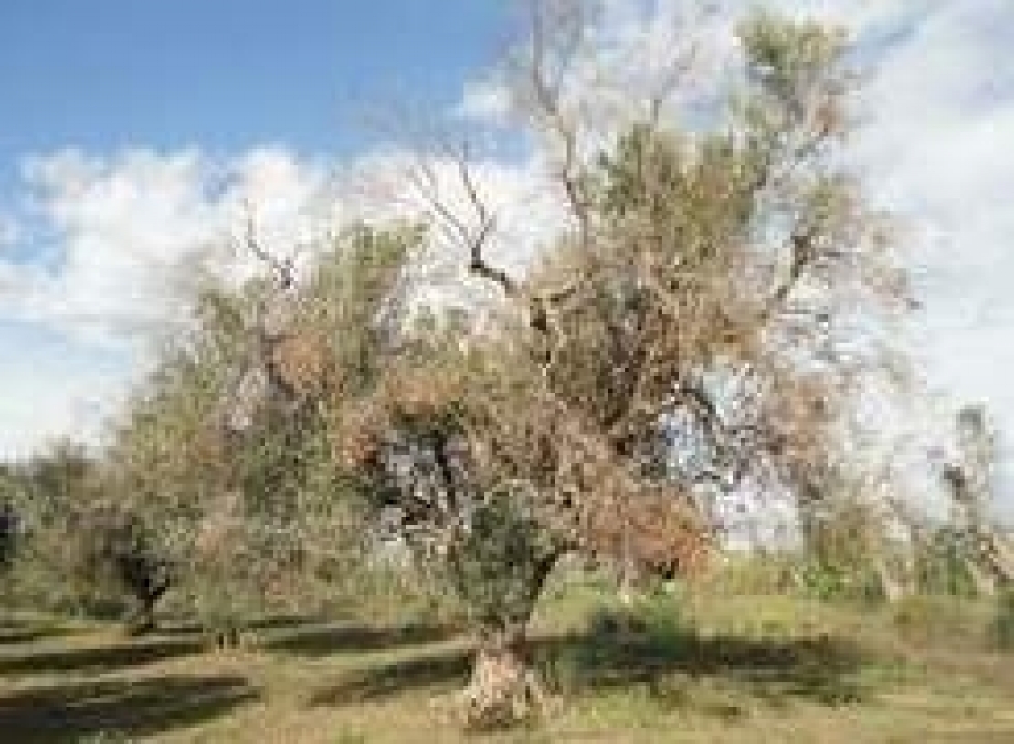 La verità scientifica su Xylella fastidiosa. E' davvero il killer degli olivi?