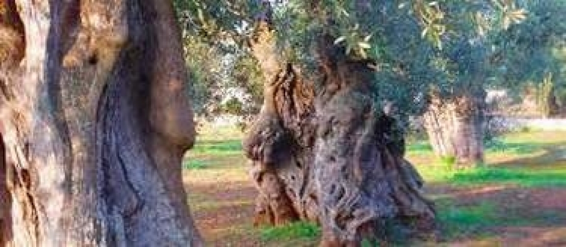 Una nuova olivicoltura per il Salento. Trovate nuove cultivar tolleranti a Xylella
