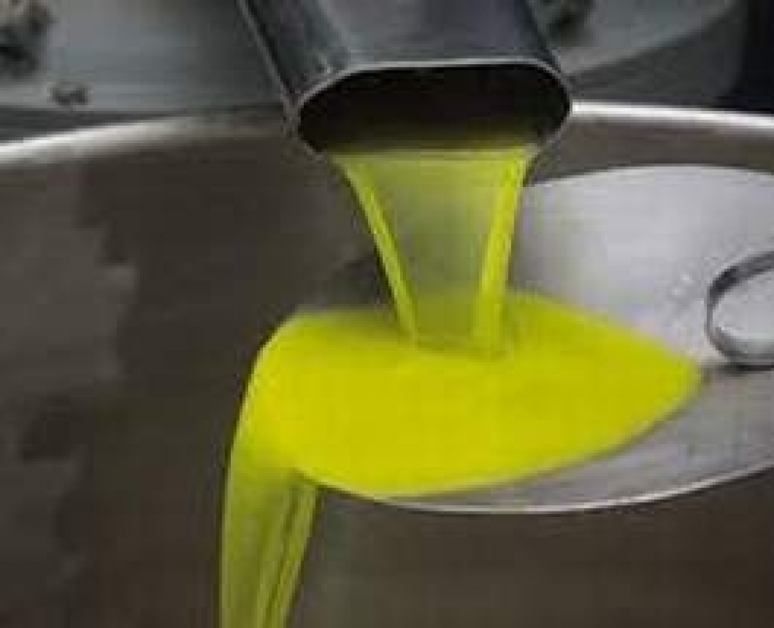 Da Carolea e Coratina non si produce olio extra vergine di oliva. A rischio anche Dop e Igp