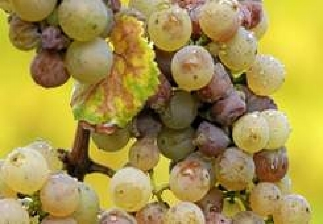 Svelato il segreto dei grandi vini bianchi muffati e dei suoi inconfondibili profumi