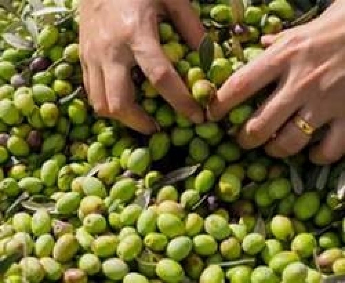 L'inerbimento con leguminose annuali autoseminanti può raddoppiare la produzione d'olive e d'olio