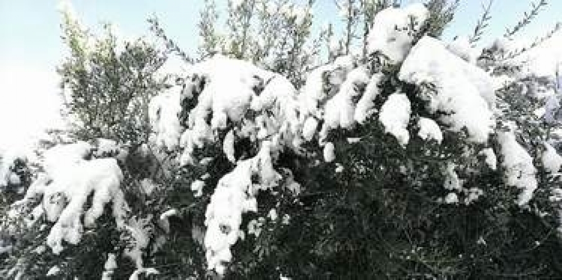 Olivo sotto la neve darà buoni frutti, antica saggezza popolare