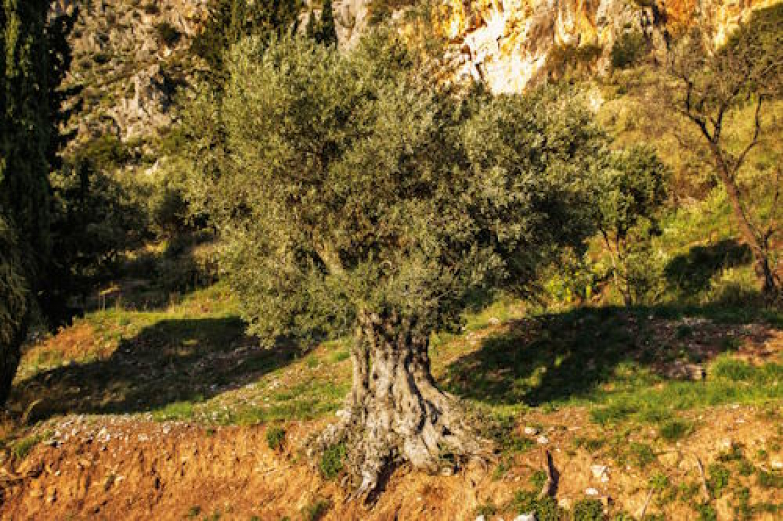 Olivo o ulivo: chiamatemi con il mio nome