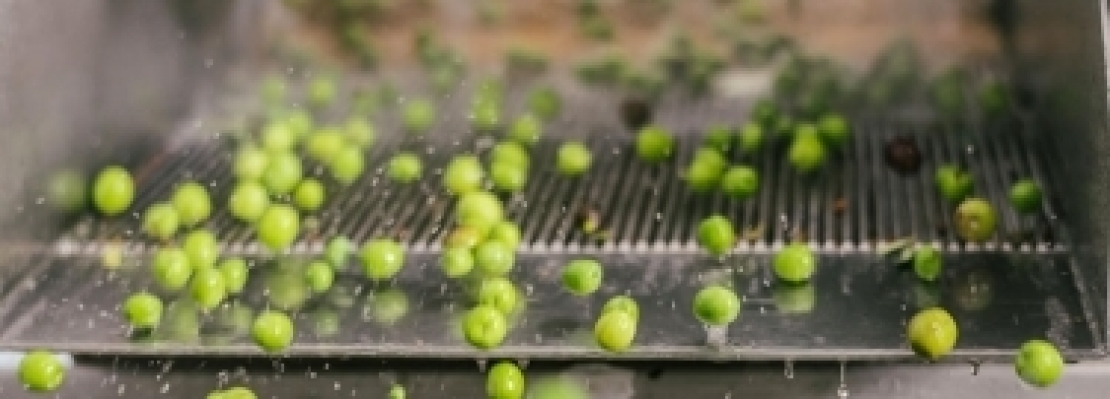 Tecnologia olearia e normativa sull'olio extra vergine di oliva di qualità, a Spoleto le ultime novità