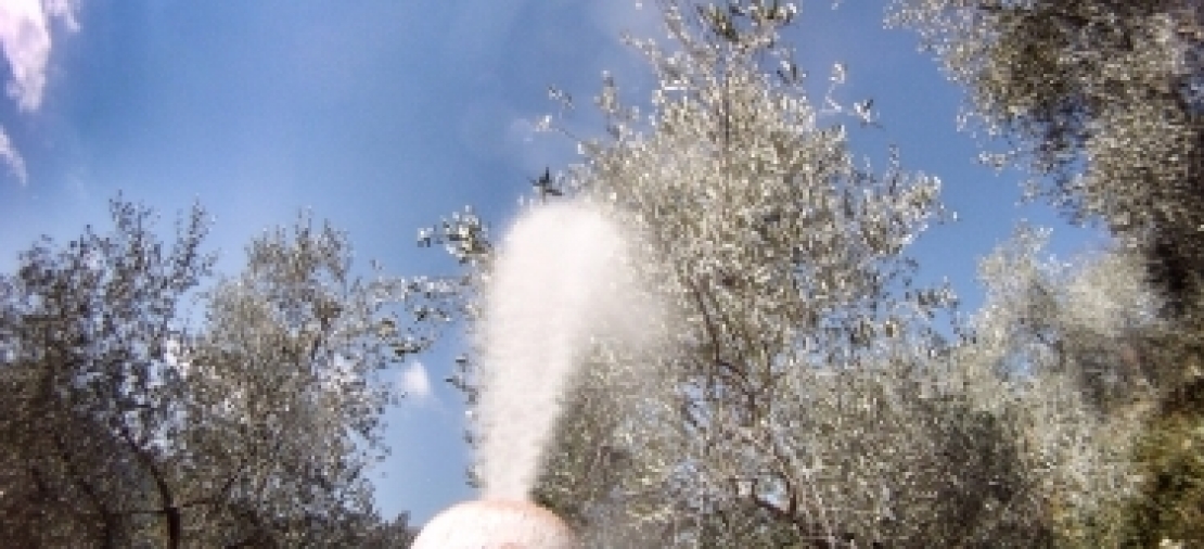 Agire in prevenzione contro mosca delle olive e colpi di calore