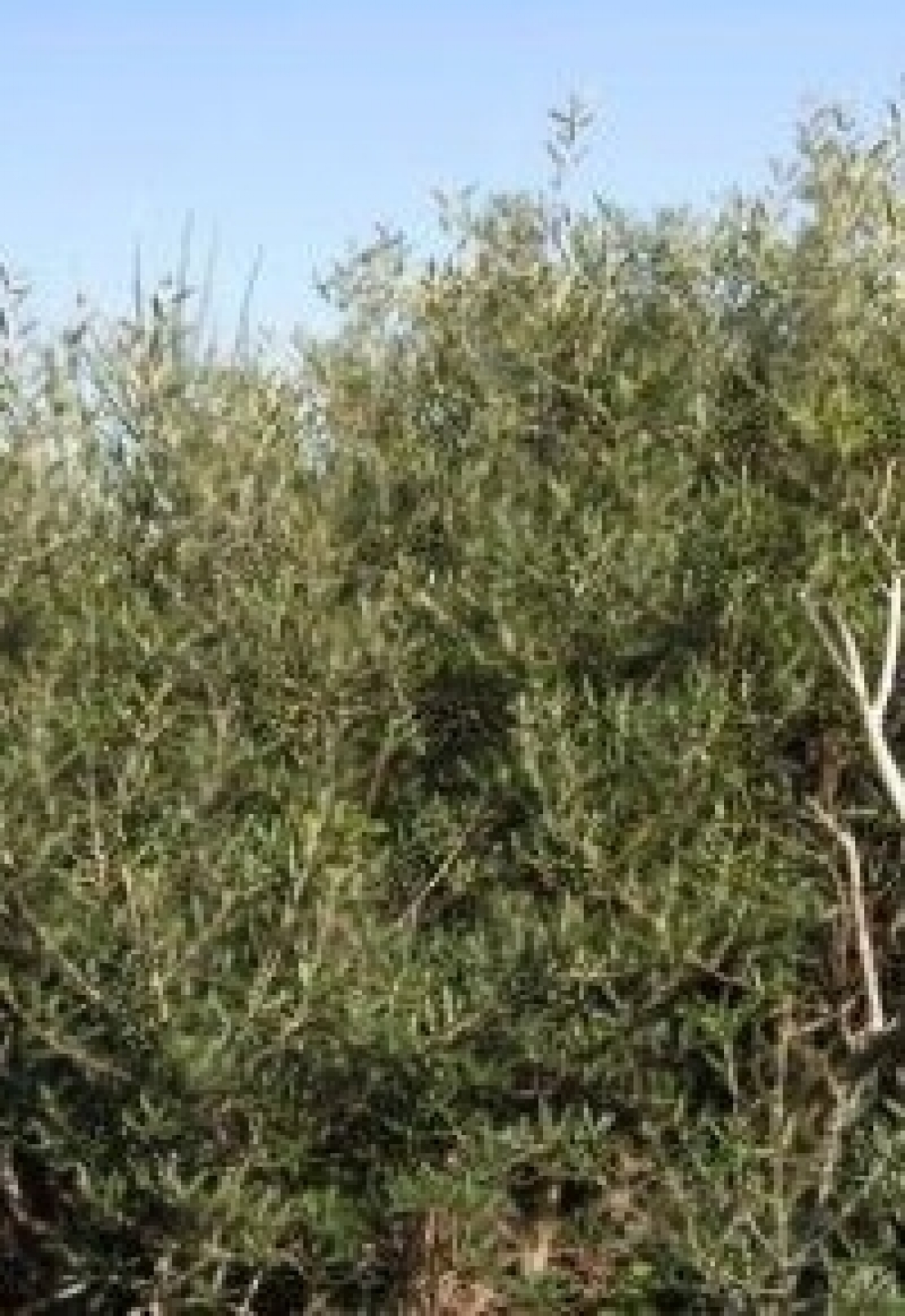 Una nuova possibilità contro Xylella fastidiosa, l'uso di olivi selvatici