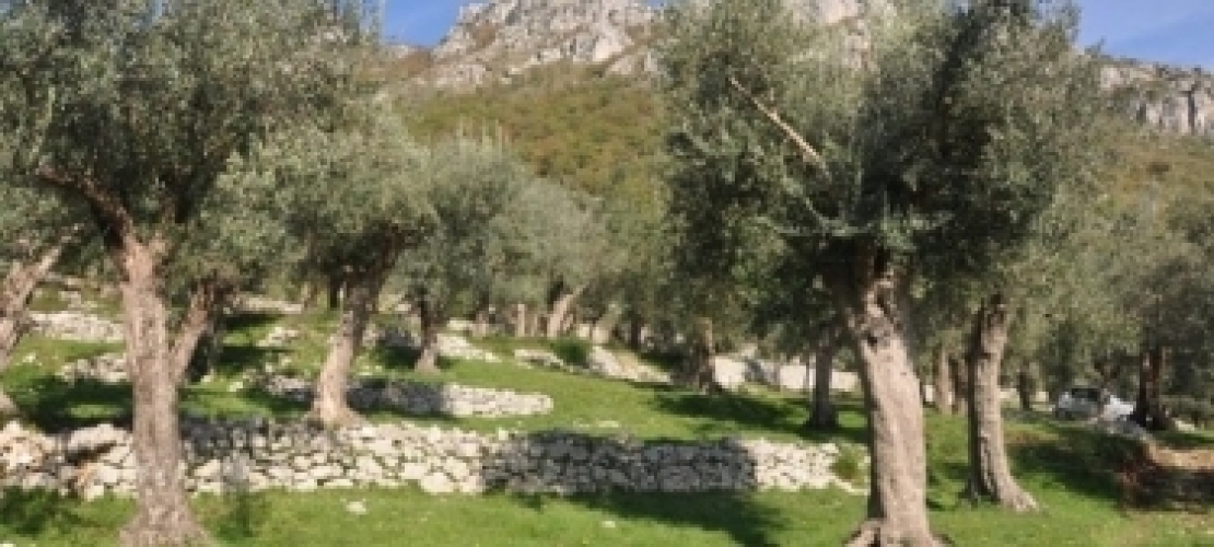 Riconosciuto il ruolo dei paesaggi olivetati nella storia d'Italia