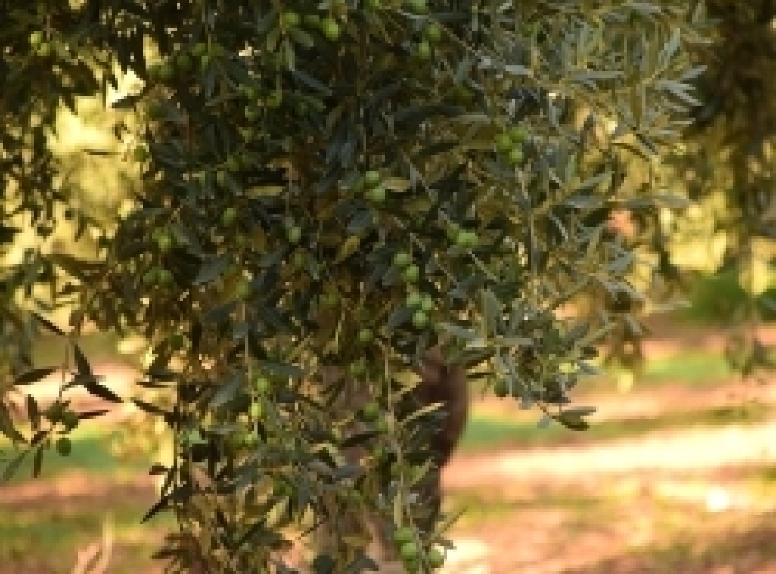 Prezzi delle olive, prezzi dell'olio extra vergine d'oliva. Facciamo un po' di conti