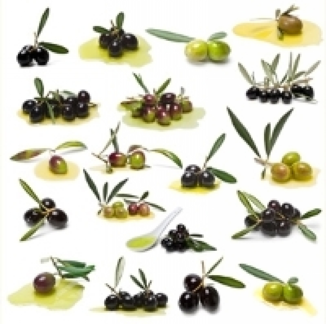 Quali sono le varietà di olivo che vanno per la maggiore?