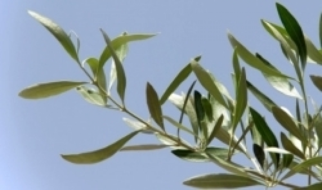 L'olio d'oliva, simbolo di amore, sapienza e fraternità