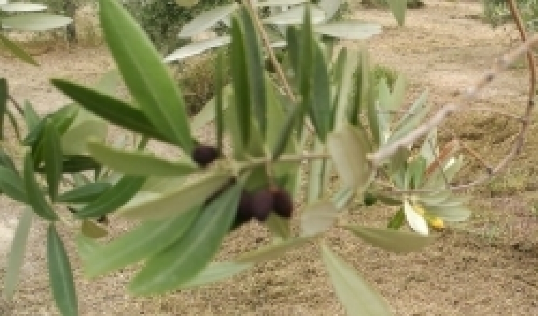 Olive secche e danni da freddo, la correlazione possibile