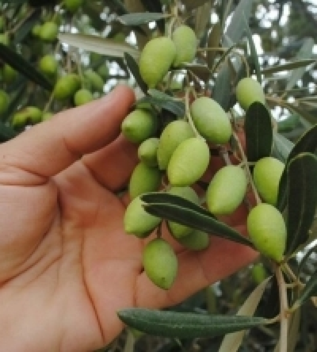 L’olio del frantoio è sempre extravergine?