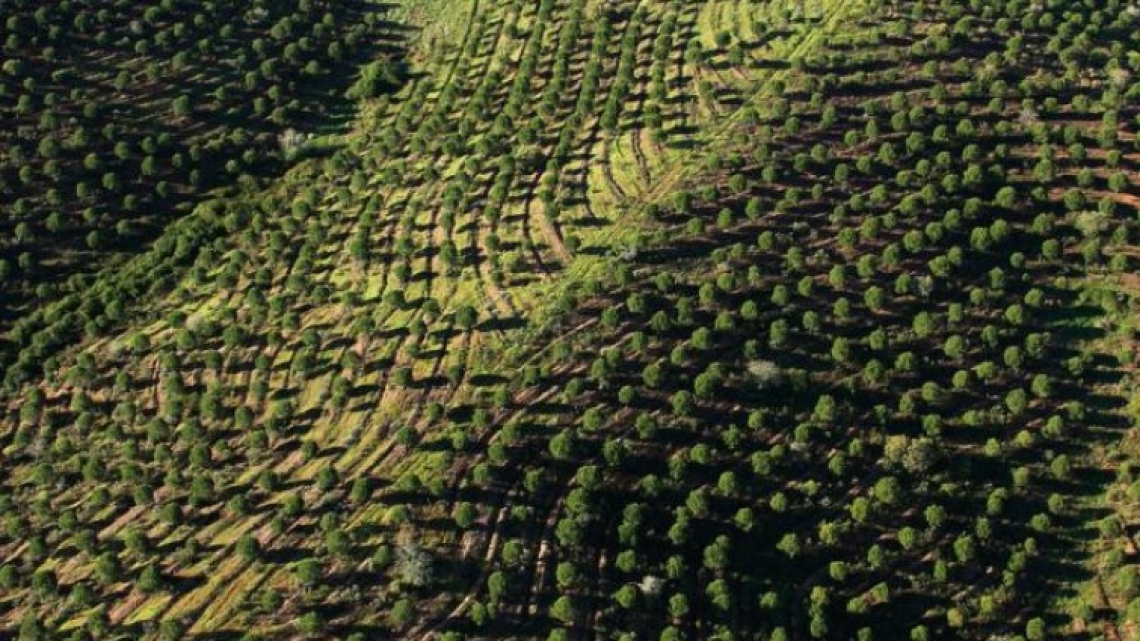 L’olivicoltura portoghese vista con gli occhi di un piccolo produttore