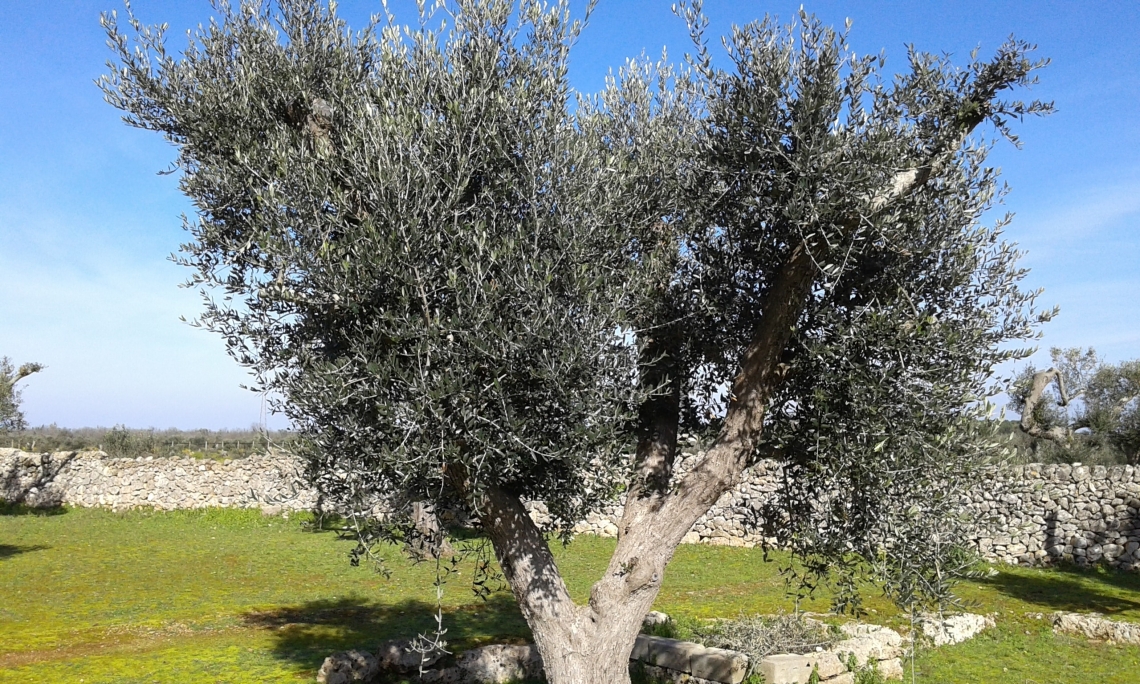 Xylella in Salento, è stato un errore ripiantare l’Ogliarola