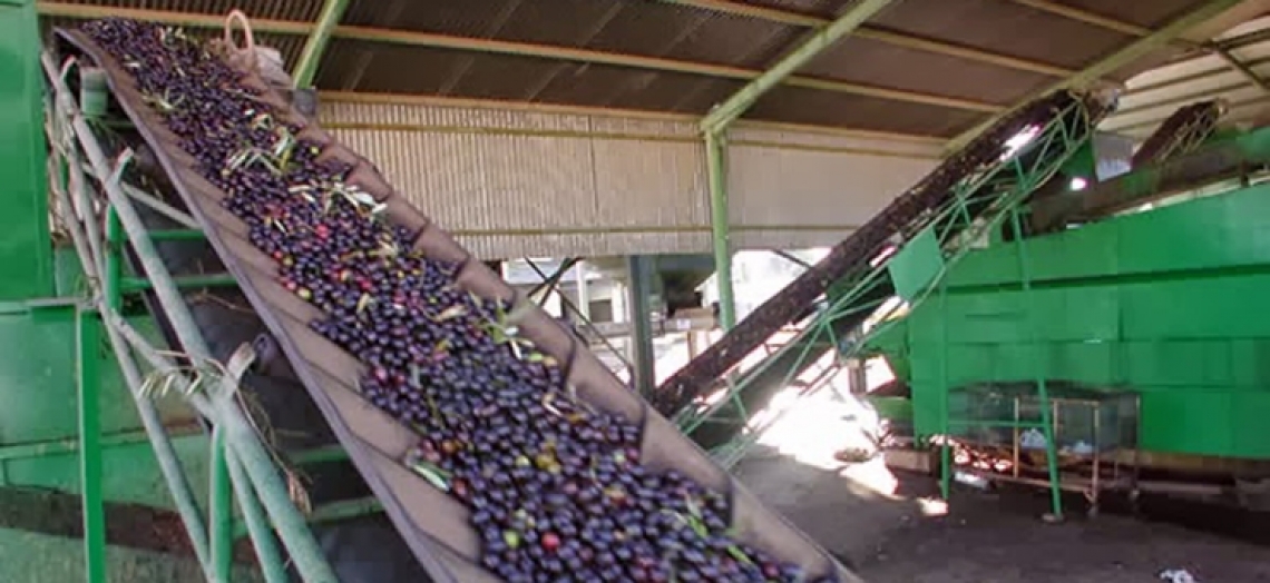 Boom produttivo d'olio d'oliva in Andalusia e Castiglia-La Mancia