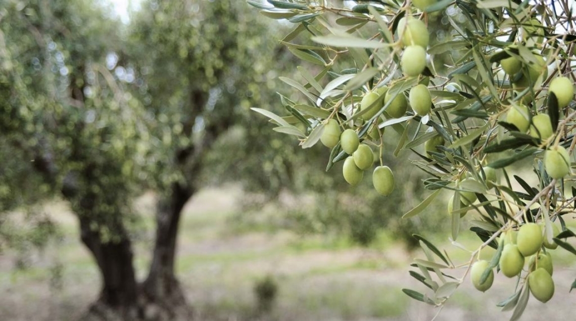 L'Unesco proclama la Giornata internazionale dell'olivo