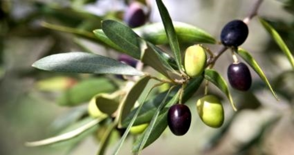 Quando l'olio extra vergine d'oliva si produce in alta quota
