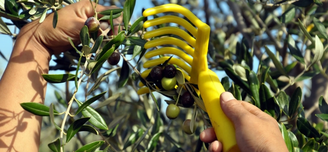 La formazione sull'olio d'oliva non può essere lasciata a un bicchierino di plastica