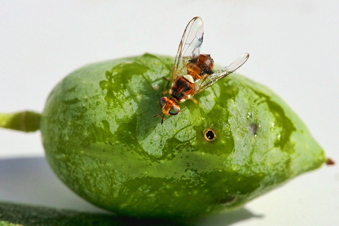 Le reti contro la mosca delle olive per un'olivicoltura biologica di alta qualità