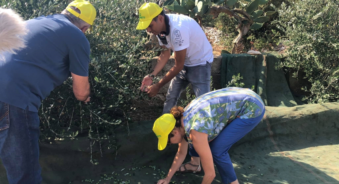 Raccolta delle olive ad agosto? E' solo una prova