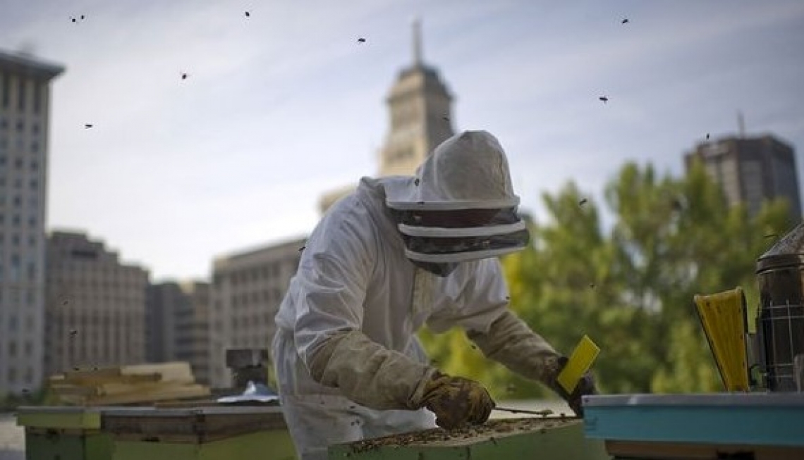 Oltre l'ambientalismo, l'apicoltura urbana è salute per le città