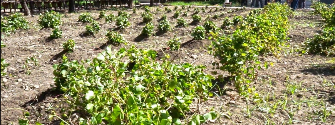 La Vigna del Gallo nell'olimpo dei vigneti urbani mondiali